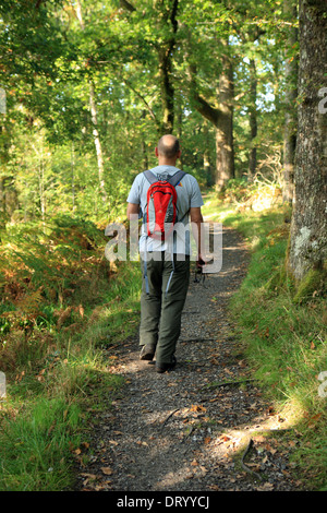 Mann zu Fuß auf einem Pfad durch den Waldabschnitt auf der Sallochy in Rowardennan Strecke Teil der West Highland Way, Schottland Stockfoto