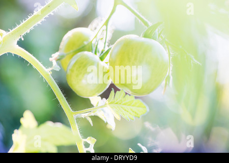 Lichtdurchfluteten Bio grüne Tomaten im Garten wachsen Stockfoto