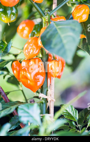 Nahaufnahme von orange Habanero Chili Pfeffer wächst im Garten Stockfoto