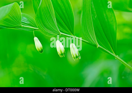 Eckige Salomonssiegel (Polygonatum Odoratum), Nationalpark Berchtesgaden, Bayern, Deutschland Stockfoto