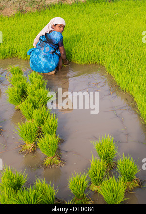 Indische Frau suchte er sich neue Reispflanzen in Vorbereitung für die Pflanzung eines neuen Reisfeld. Andhra Pradesh. Indien Stockfoto