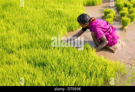 Indische Frau suchte er sich neue Reispflanzen in Vorbereitung für die Pflanzung eines neuen Reisfeld. Andhra Pradesh. Indien Stockfoto