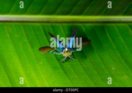 Lantern Fly, Laternaria Sp. Vorbereitung Flug nehmen Danum Valley, Ost-Malaysia, Sabah, Borneo Stockfoto