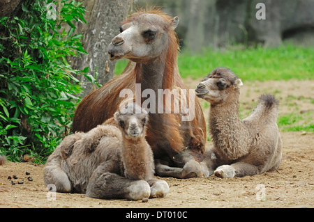 Zwei bucklig Kamel oder baktrischen Kamel (Camelus Ferus Bactrianus, Camelus Bactrianus Bactrianus), Weibchen mit jungen Stockfoto