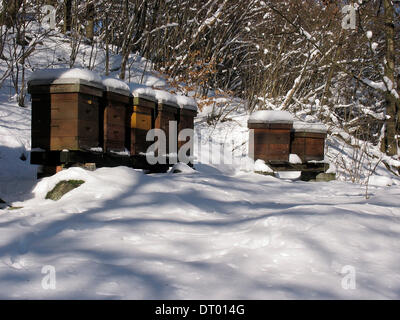 Die Honigbienen sind in ihre schneebedeckten Bienenstöcke für den Neubeginn im Frühjahr warten. Foto: Klaus Nowottnick Datum: 29. Januar 2011 Stockfoto