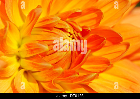 Kaktus-Dahlie 'Resi Fullerer"(Dahlia Spec.) Stockfoto