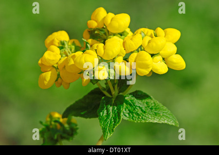 Hausschuh Blume (Calceolaria Integrifolia) Stockfoto