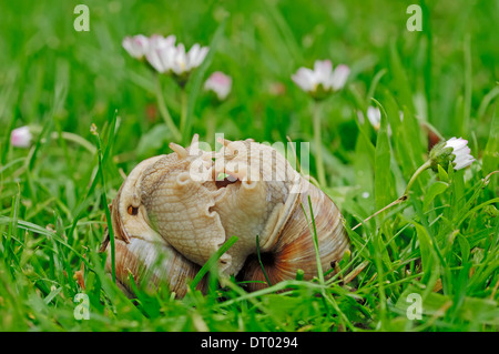 Essbare Schnecke (Helix Pomatia) paar Paarung, North Rhine-Westphalia, Deutschland Stockfoto