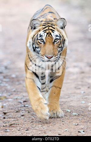 Bengal-Tiger (Panthera Tigris Tigris) stalking, Ranthambhore Nationalpark, Rajasthan, Indien Stockfoto