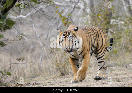 Bengal-Tiger (Panthera Tigris Tigris) zu Fuß nach vorne, Ranthambhore Nationalpark, Rajasthan, Indien. Stockfoto