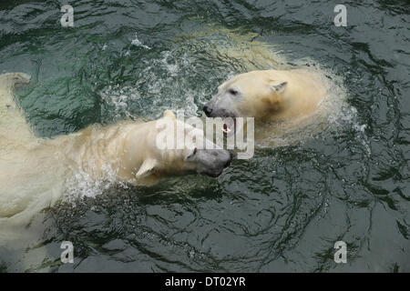 Eisbär-Mädchen Anori und Eisbär-junge Luka spielen im Wasser zum ersten Mal. Anori wurde am 4. Januar 2012 im Wuppertaler Zoo geboren. Ihre Mutter ist die 11-j hrige Vilma, ihr Vater ist der 20 jährige Lars, bekannt als der Vater von Knut. Anori Leben heute, zusammen mit zwei-jährige Eisbär junge Luka, der kommt aus dem Zoo in Rhenen, Niederlande. Stockfoto