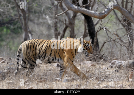 Bengal-Tiger (Panthera Tigris Tigris) zu Fuß in trockenen Wald. Stockfoto