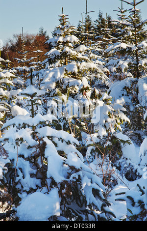 Ein Nadelwald im Tiefschnee in den Haldon Hügeln in der Nähe von Mamhead, in der Nähe von Exeter, Devon, Großbritannien. Stockfoto