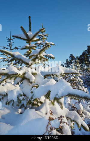 Ein Nadelwald im Tiefschnee in den Haldon Hügeln in der Nähe von Mamhead, in der Nähe von Exeter, Devon, Großbritannien. Stockfoto