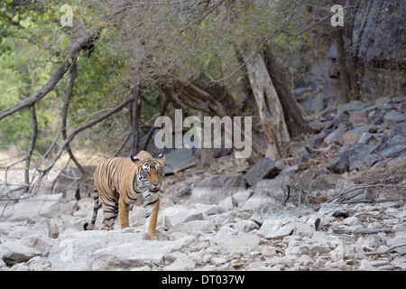 Bengal-Tiger (Panthera Tigris Tigris) zu Fuß in trockenen Wald. Stockfoto