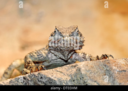 Michelin-Stern Agama, Roughtail Rock Agama, gemeinsame Hardun, Star Agama (Agama Stellio, Laudakia Stellio) Stockfoto