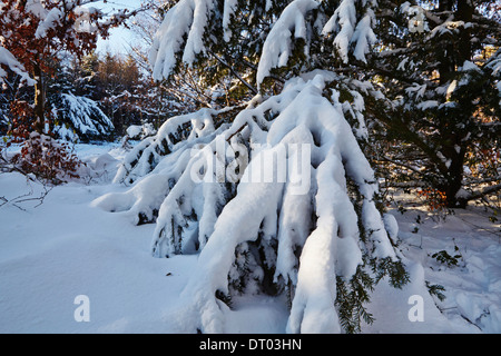 Nadelwald im Tiefschnee, im Haldon Hügel Nr. Mamhead, Nr. Exeter, Devon, Großbritannien. Stockfoto