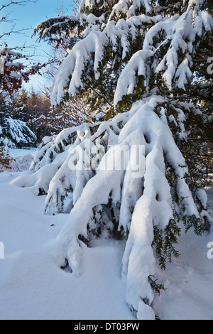 Nadelwald im Tiefschnee, im Haldon Hügel Nr. Mamhead, Nr. Exeter, Devon, Großbritannien. Stockfoto