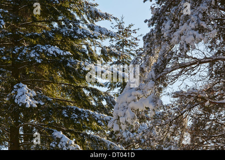 Nadelwald im Tiefschnee, im Haldon Hügel Nr. Mamhead, Nr. Exeter, Devon, Großbritannien. Stockfoto