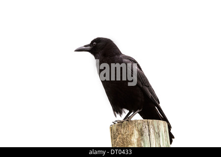 Schwarze amerikanische Krähe Vogel auf Holz Pole in California Pacific Highway U.S. Stockfoto