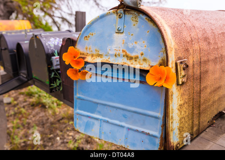 California Poppy Flower Grunge Postfächer entlang Pacific Highway Route 1 US 101 USA Stockfoto