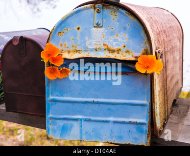 California Poppy Flower Grunge Postfächer entlang Pacific Highway Route 1 US 101 USA Stockfoto