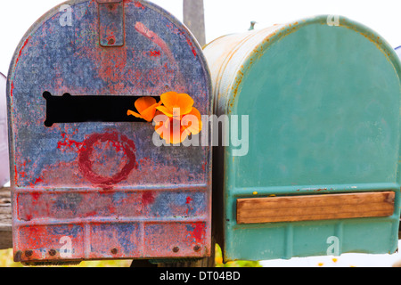 California Poppy Flower Grunge Postfächer entlang Pacific Highway Route 1 US 101 USA Stockfoto