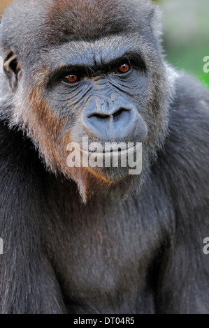 Flachlandgorilla (Gorilla Gorilla Gorilla) Stockfoto