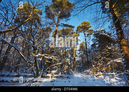 Ein Nadelwald in tiefem Winterschnee, in den Haldon Hills bei Mamhead, bei Exeter, Devon, Großbritannien. Stockfoto