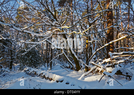 Ein Nadelwald in tiefem Winterschnee, in den Haldon Hills bei Mamhead, bei Exeter, Devon, Großbritannien. Stockfoto