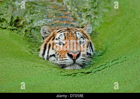 Sibirischer Tiger oder Amur-Tiger (Panthera Tigris Altaica), Schwimmen Stockfoto