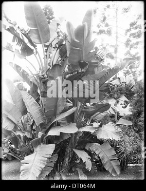 Ein Nahfoto einer Paradiesvogel-Pflanze, aufgenommen um 1920, mit ihren lebendigen und exotischen Blumen. Stockfoto