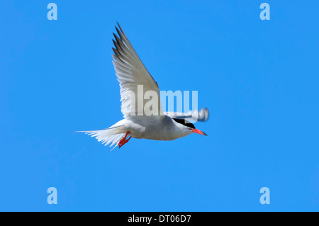 Seeschwalbe (Sterna Hirundo), Texel, Niederlande Stockfoto