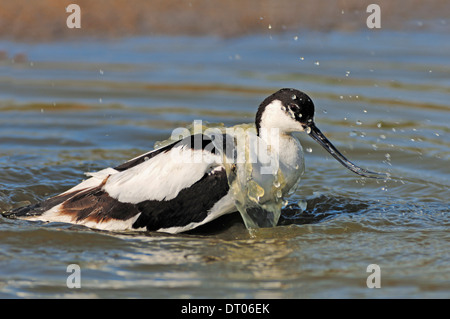 Trauerschnäpper Säbelschnäbler (Recurvirostra Avosetta), Texel, Niederlande Stockfoto