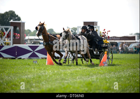 Wettbewerber in Aktion im Double Harness huschen fahren Wettbewerb am Edenbridge und Oxted Agricultural Show in Surrey Stockfoto