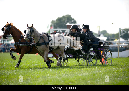 Wettbewerber in Aktion im Double Harness huschen fahren Wettbewerb am Edenbridge und Oxted Agricultural Show in Surrey Stockfoto