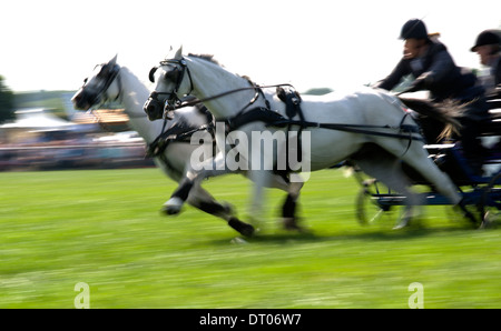 Ein ungewöhnliches Bild spannende Action in einem Double Harness huschen fahren Wettbewerb auf der Edenbridge & Oxted in Surrey Stockfoto