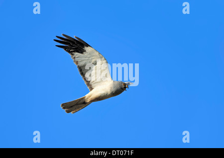 Kornweihe oder Northern Harrier (Circus Cyaneus), Männlich, Texel, Niederlande Stockfoto