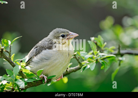 Dorf Weaver, Spotted-backed Weaver oder Black-headed Weber (Ploceus Cucullatus, Textor Cucullatus) Stockfoto