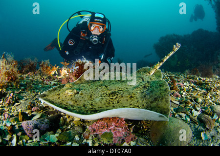 Amblyraja radiata, Tauchen im Norden von Island, mit Ray, Stockfoto