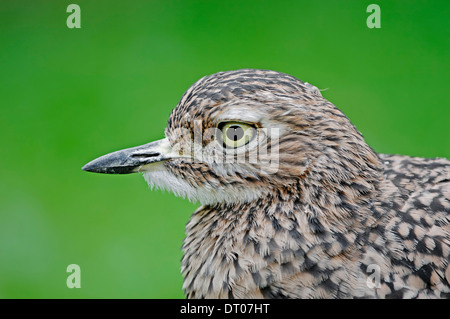 Gefleckte Thick-knee, Spotted Dikkop Kap Thick-knee (Burhinus Capensis) Stockfoto