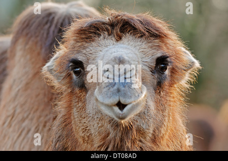 Zwei bucklig Kamel oder baktrischen Kamel (Camelus Ferus Bactrianus, Camelus Bactrianus Bactrianus) Stockfoto