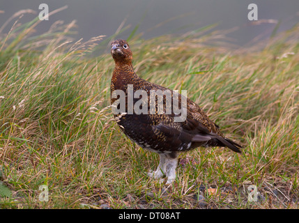 In der Nähe herauf, weibliche Birkhuhn (at Tetrix). Stockfoto