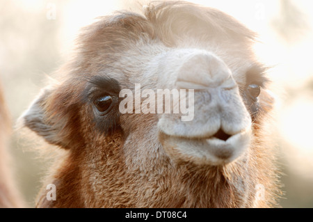 Zwei bucklig Kamel oder baktrischen Kamel (Camelus Ferus Bactrianus, Camelus Bactrianus Bactrianus) Stockfoto