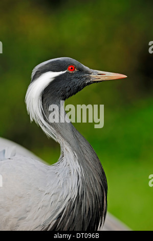 Demoiselle Kran (Anthropoides Virgo, Grus Virgo) Stockfoto