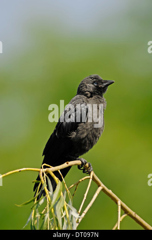 Western Dohle, eurasische Dohle oder europäischen Dohle (Corvus Monedula, Coloeus Monedula) Stockfoto