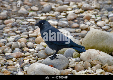 Eine Dohle stehend auf einem Stein Corvus Monedula Stockfoto