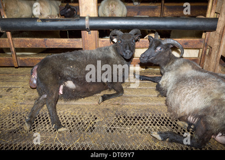 Schaf, Lamm, Eastern, Island Geburt Stockfoto