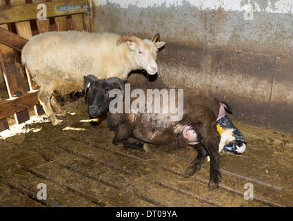 Schaf, Lamm, Eastern, Island Geburt Stockfoto