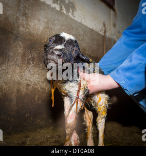 Neugeborenes Lamm, Ost, Island Stockfoto